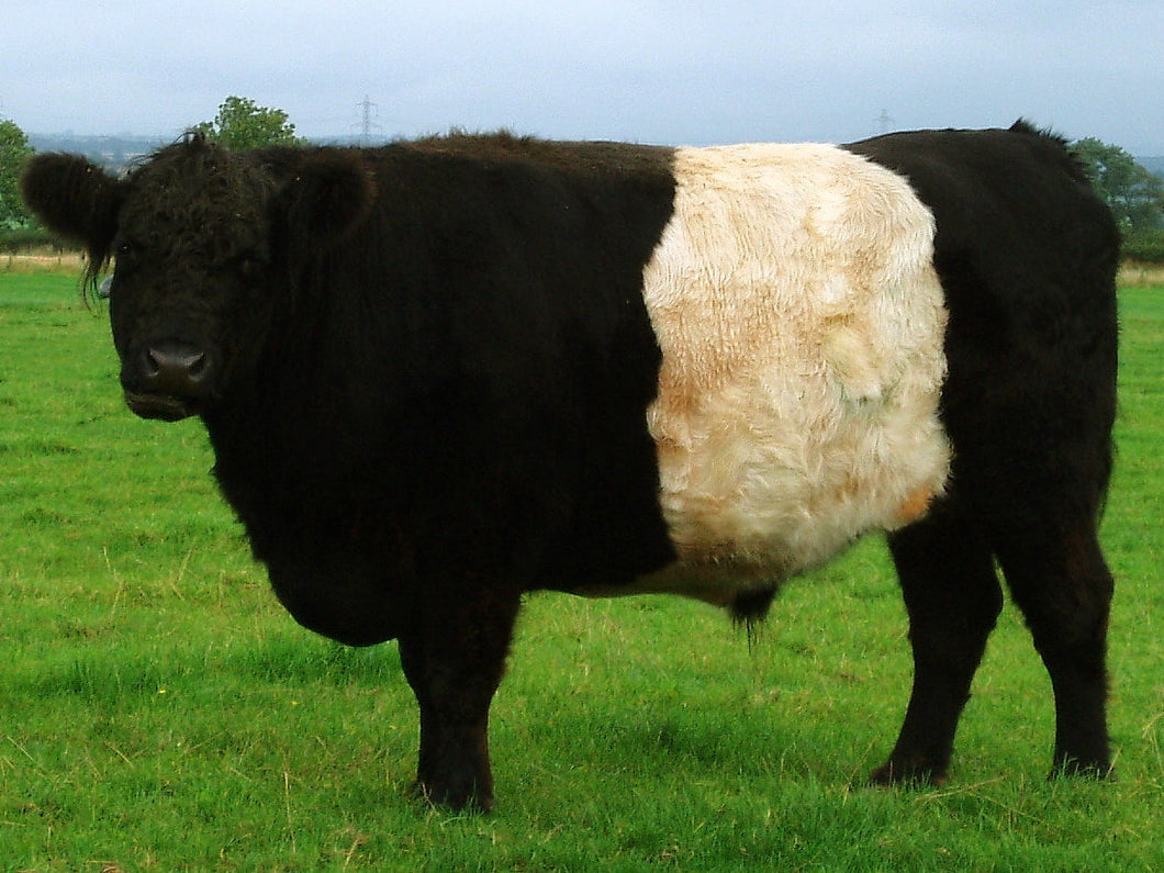 100% Grass Fed Beef - QUARTER - Multiple Butcher Dates Available - Order from farmer - see description